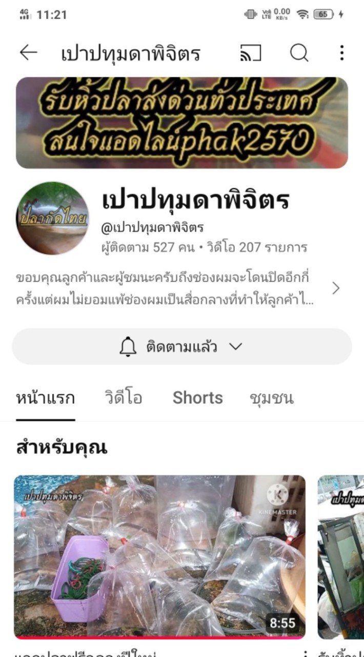 ปลากัดปลาสอดปลาบอลลูนปลาหางนกยูง