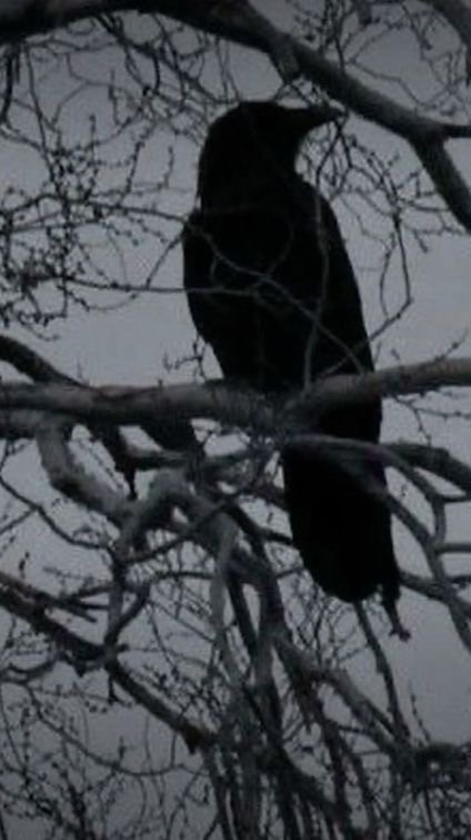 パラドックス・思考実験について話しませんか？🐦‍⬛