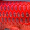 AROWANA RED SCORE (จำหน่ายปลามังกรทองและแดงเกรด A)