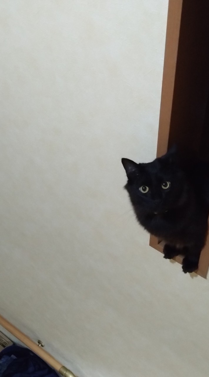 41ナマズ