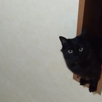 41ナマズ
