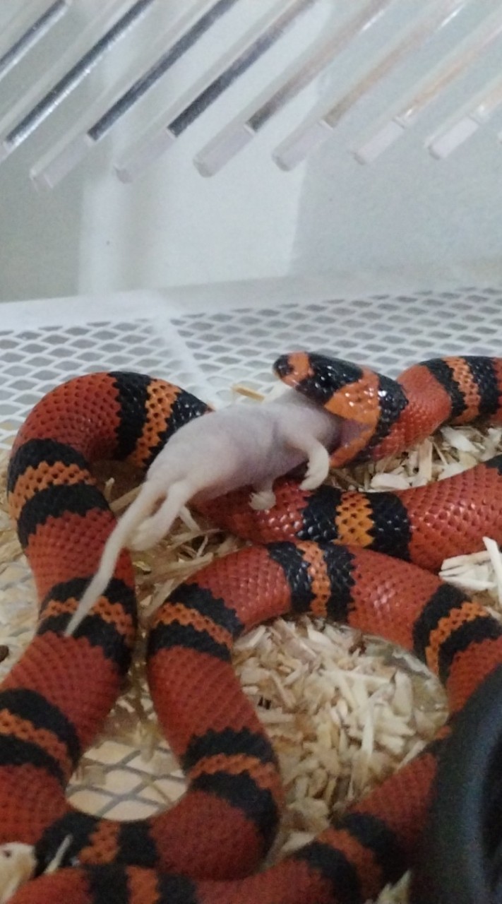 คุยเกี่ยวกับงู🫶🐍