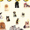 บ้านสุนัข  สมุทรปราการ by.Dogandme