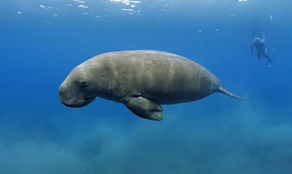 Yuk Kenali Hewan Nasional Dari 12 Negara Berikut