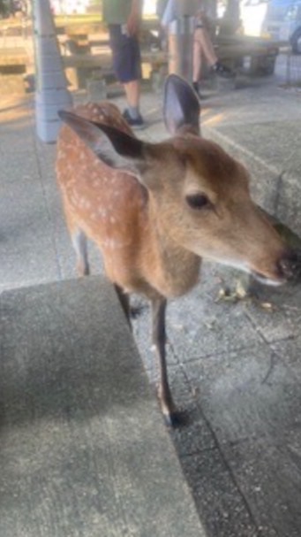 広島人の部屋