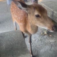 広島人の部屋