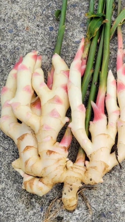 生薑合作社Ginger Farm