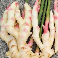 生薑合作社Ginger Farm