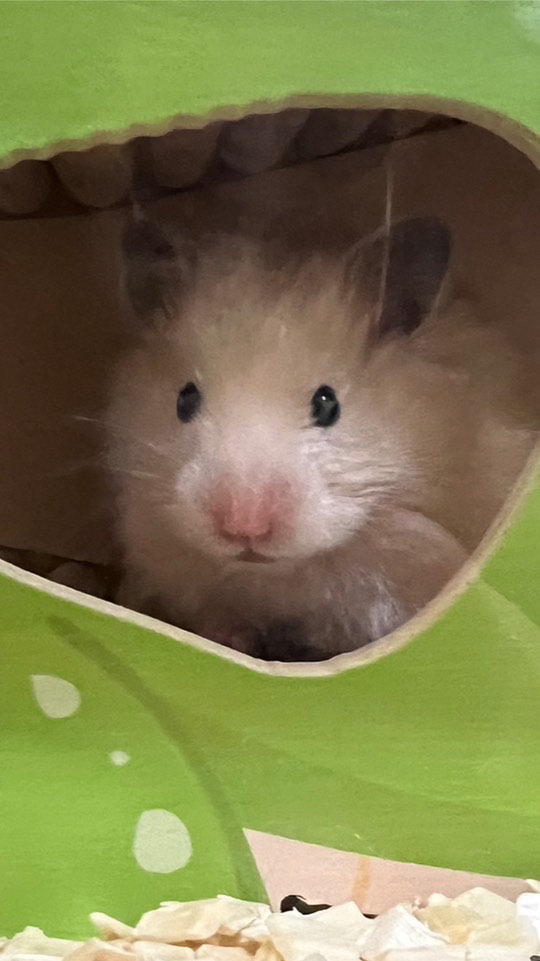BOB Pet Shop