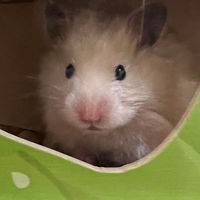 BOB Pet Shop