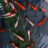 夏祭り🎆リア充を目指して 〜恋バナ〜世間話〜
