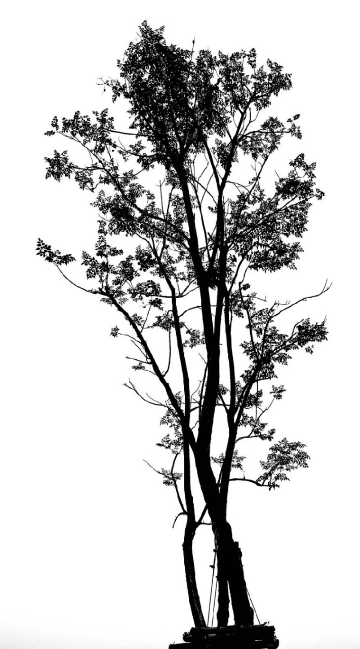 Monochrome ภาพขาวดำ