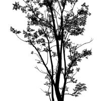 Monochrome ภาพขาวดำ