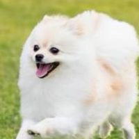 【香川】ポメラニアンの会 in ラティ