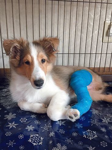 家に迎えてすぐ 骨折 という災難が降りかかった子犬
