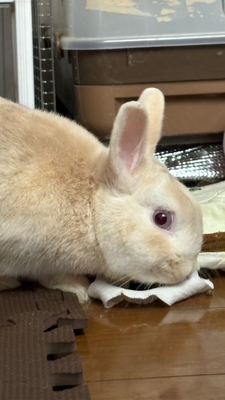 きなたん好きな人集まれ🐰