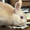 きなたん好きな人集まれ🐰