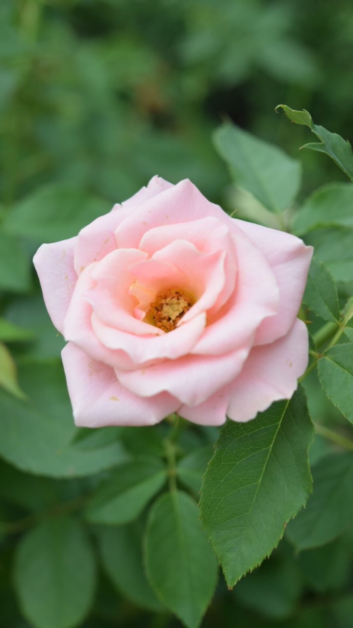 A明日のLライフ(人生)もSスマイル(笑顔)で☺️