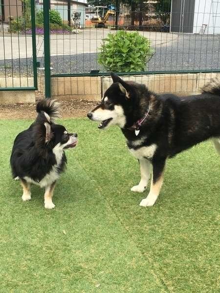 自分を人だと思ってる 愛犬の憎めない行動