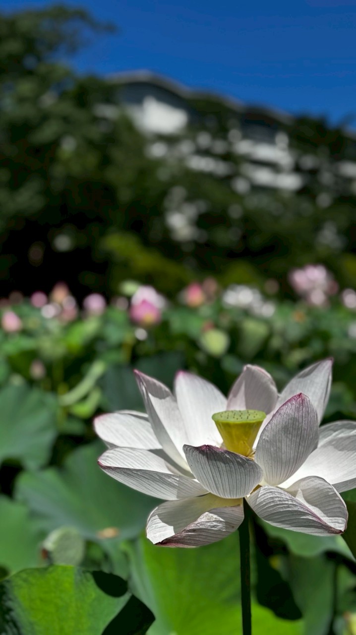 MMM秋田のオプチャ