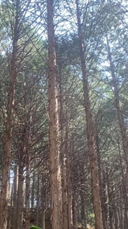 🌲群馬県"林業"のしごと体験ツアー🌲