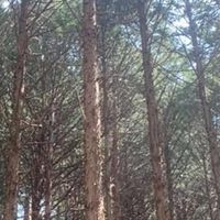 🌲群馬県"林業"のしごと体験ツアー🌲