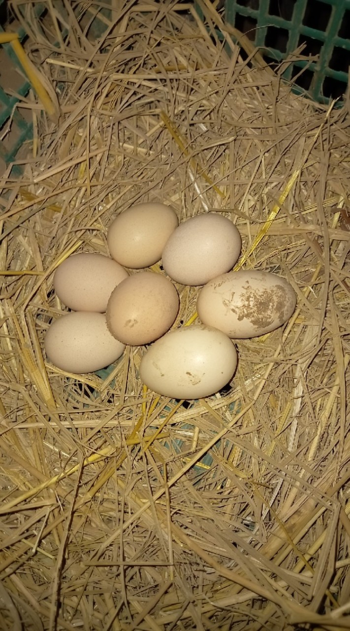 ประมูลไข่เชื้อไก่ชนและสัตว์ปีกสวยงามทั่วประเทศ