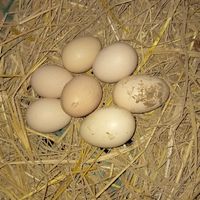 ประมูลไข่เชื้อไก่ชนและสัตว์ปีกสวยงามทั่วประเทศ