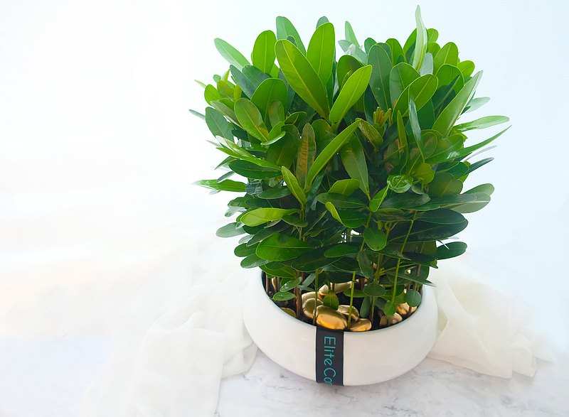 福木又名金錢樹，財運滾滾來! 致贈開幕盆栽首選。