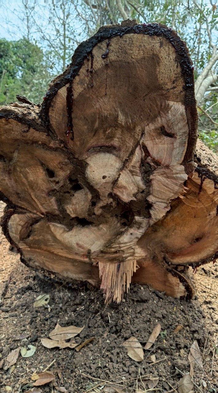 ไม้มงคล