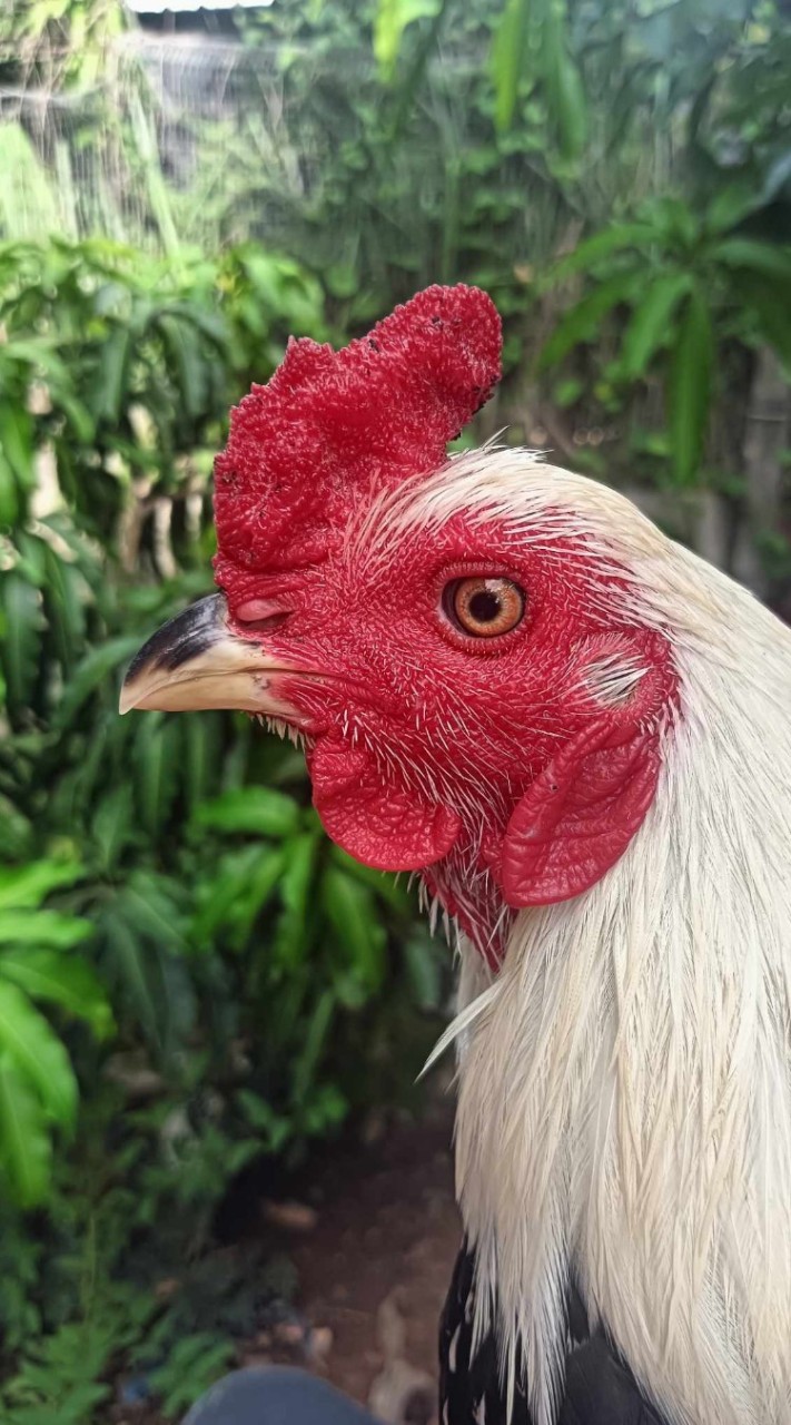 ไก่เป่าแคนฟาร์ม