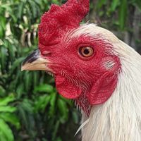 ไก่เป่าแคนฟาร์ม