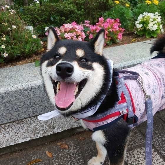 梅雨の汚れ ニオイ対策に 犬の毛 お手入れ法