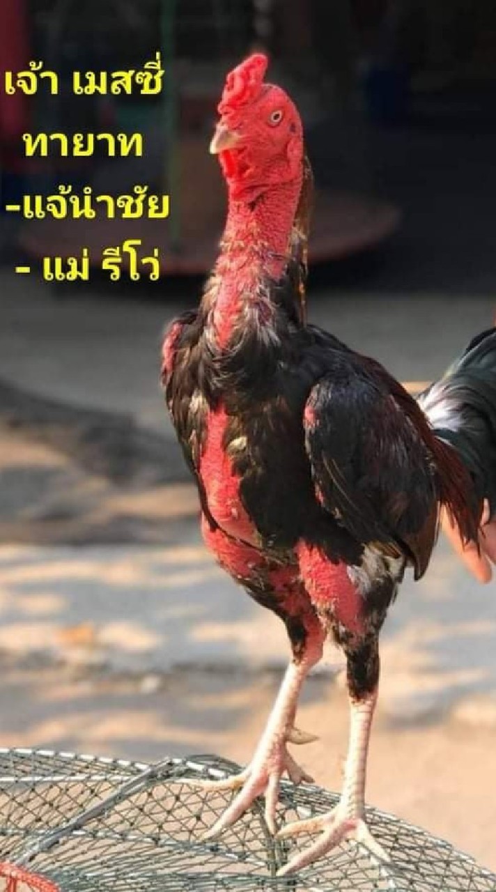 ป.อิศวะฟาร์ม