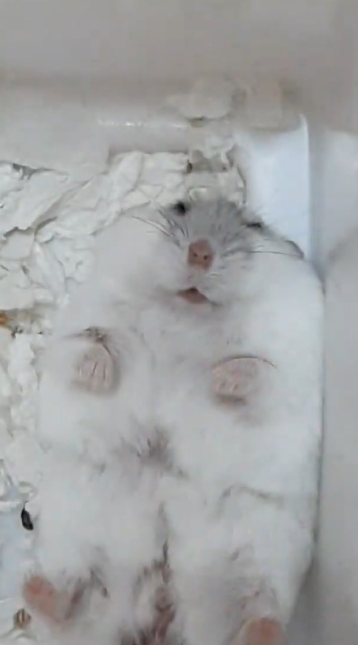 Hamster Lover