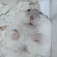 Hamster Lover