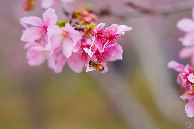 新社月湖莊園