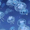 同担拒否来い！！(同担拒否じゃなくても️⭕️)