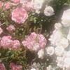 ︎︎　　愛及屋烏