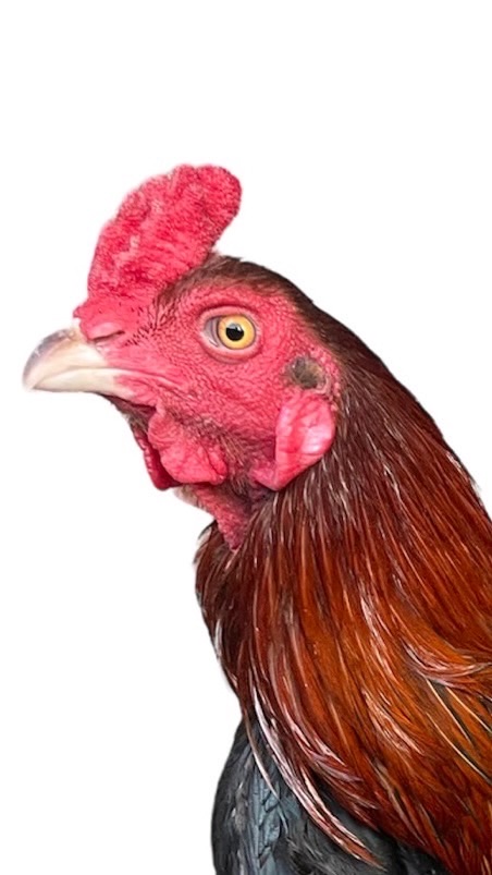ซื้อ-ขาย ไก่ชนสายเลือดดีราคาไม่เกิน2000 (แอดมินโบ้