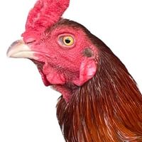 ซื้อ-ขาย ไก่ชนสายเลือดดีราคาไม่เกิน2000 (แอดมินโบ้