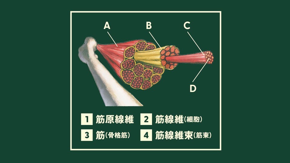 骨格筋の筋線維タイプ – 骨格筋 線維 直径 – OXEJJ