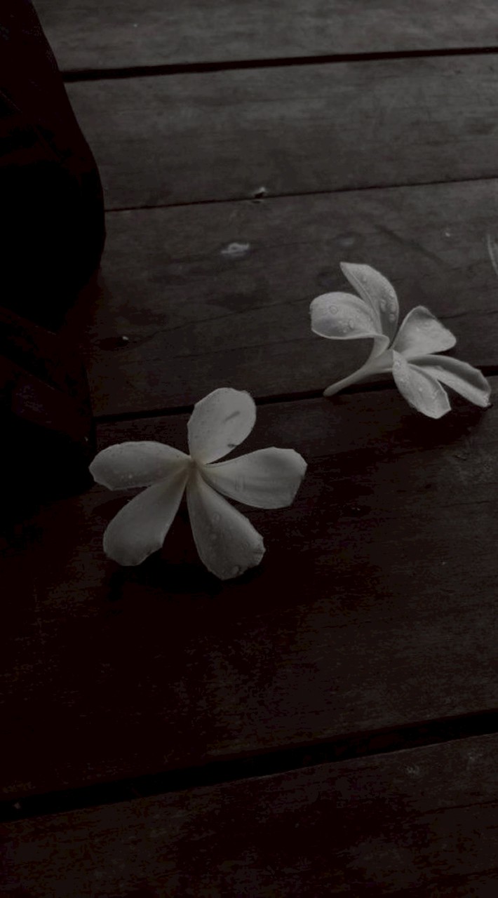 𝑙𝑖𝑡𝑡𝑒𝑙 𝐹𝑎𝑖𝑟𝑦 🧚🏻‍♀️