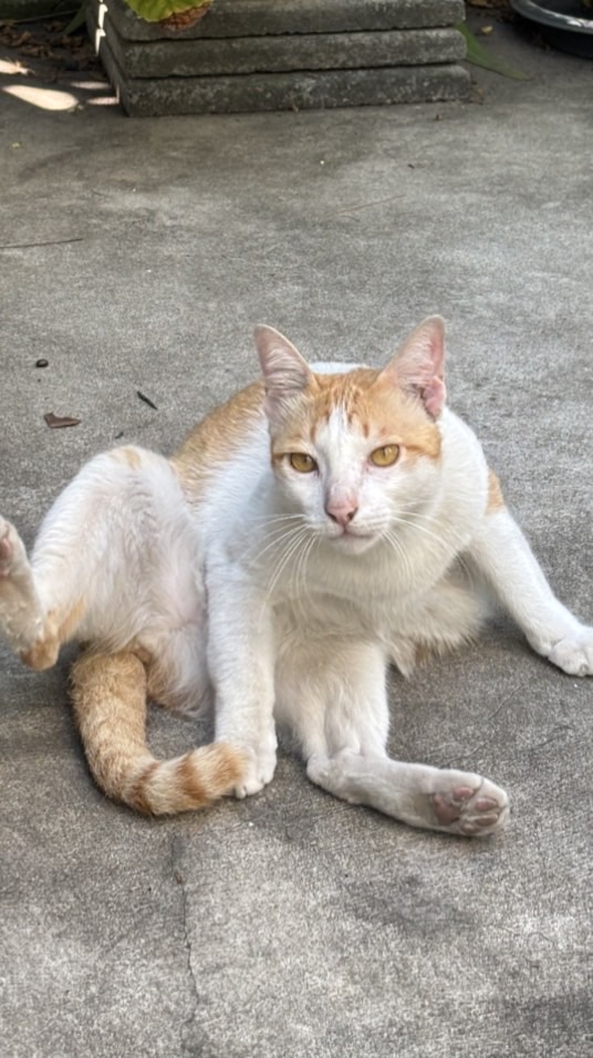 นิติบุคคลและประธานหมู่บ้าน พื้นที่เทศบาลเมืองลาดสวาย