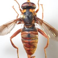 ハナアブオプチャ
