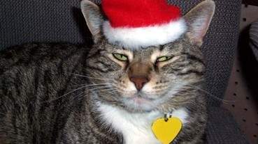 「我才不要穿成這樣！」那些痛恨聖誕節的喵星人特集
