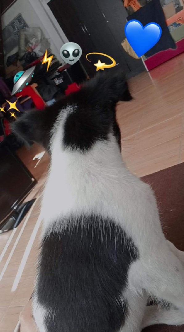 น้องเเพนด้า🐨
