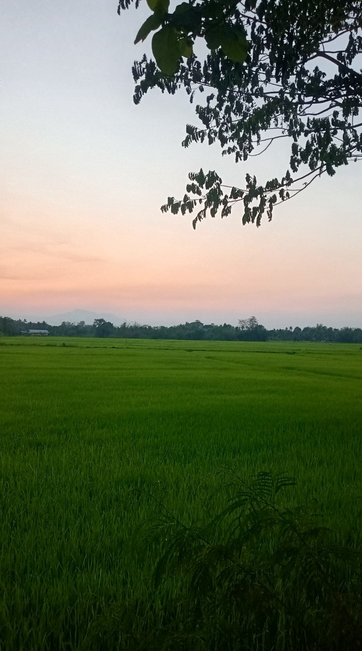 คนสู้ชิวิด
