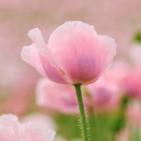 🌹美活部🌹40代以上の美容、健康、ファッション等の情報交換を楽しむお部屋
