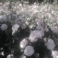:𝐐𝐥𝐡𝐲𝟎